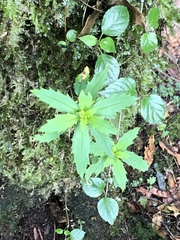 Lysionotus pauciflorus