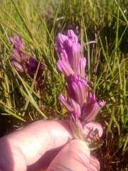 Castilleja ambigua humboldtiensis
