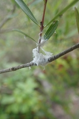 Euphyllura olivina