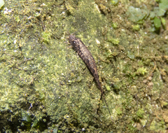 Nesomachilis