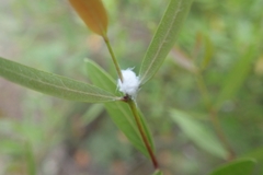 Euphyllura olivina
