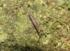 Nesomachilis