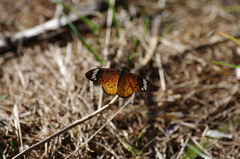 Acraea encedon encedon