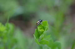 Cryptocephalus vittatus