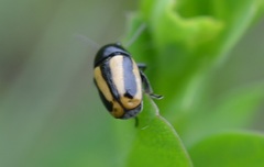 Cryptocephalus vittatus