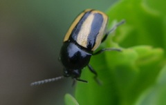Cryptocephalus vittatus