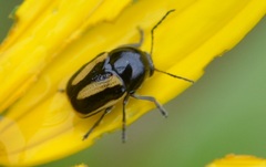 Cryptocephalus vittatus