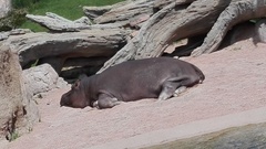 Hippopotamidae