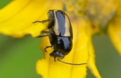 Cryptocephalus vittatus