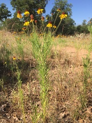 Helenium amarum badium