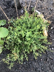 Linaria repens