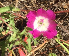 Clarkia speciosa immaculata