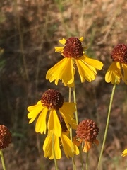 Helenium amarum badium