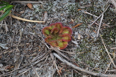 Drosera collina