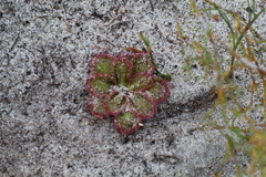 Drosera collina