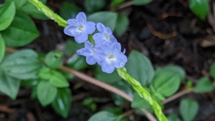 Stachytarpheta urticifolia