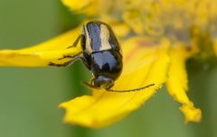 Cryptocephalus vittatus