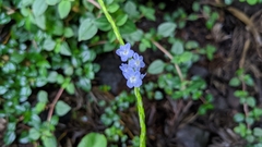 Stachytarpheta urticifolia