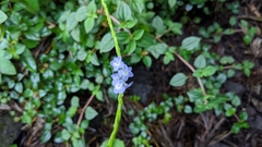 Stachytarpheta urticifolia