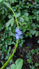Stachytarpheta urticifolia