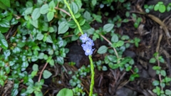 Stachytarpheta urticifolia
