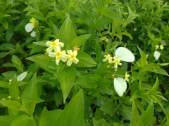 Pseudomussaenda flava