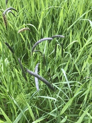 Alopecurus pratensis