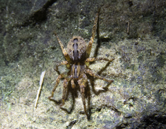 Gradungula sorenseni