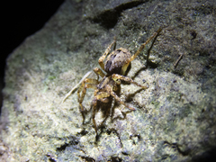 Gradungula sorenseni