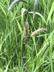 Alopecurus pratensis