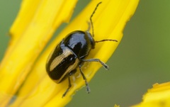 Cryptocephalus vittatus