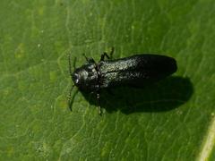 Agrilus cyanescens