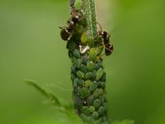 Aphis urticata