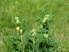 Astragalus alopecurus