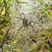 Corasoides australis - Photo (c) Em Lamond, alguns direitos reservados (CC BY), uploaded by Em Lamond