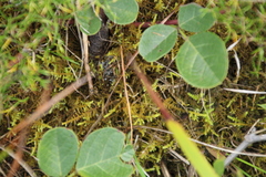 Thuidiopsis sparsa