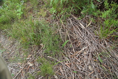 Caladenia latifolia