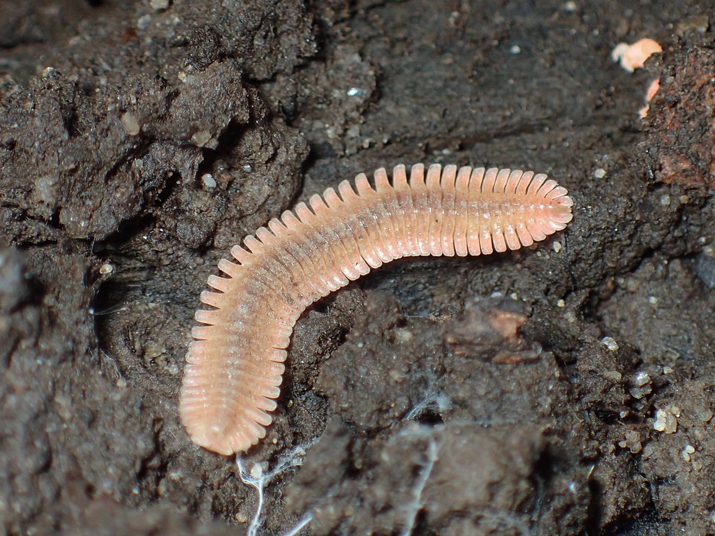 Brachycybe petasata