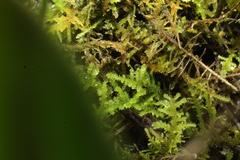 Thuidiopsis sparsa