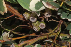 Eucalyptus angulosa
