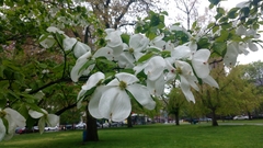 Cornus florida