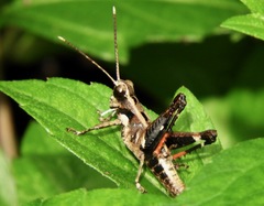 Traulia ornata