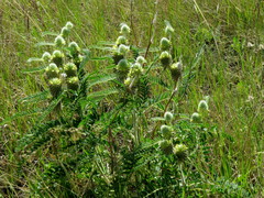 Astragalus alopecurus