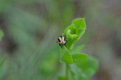 Cryptocephalus vittatus