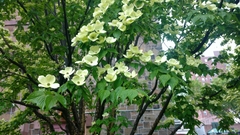 Cornus