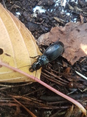 Plocamostethus planiusculus