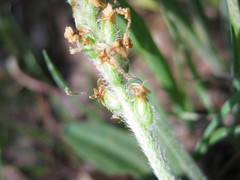 Plantago varia