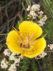 Calochortus weedii