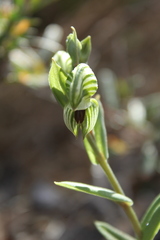Pterostylis orbiculata