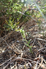 Pterostylis orbiculata